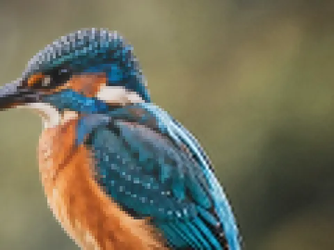 Wildlife close-ups: before and after a 4× upscale, split down the middle
