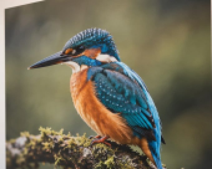 A kingfisher photo 170 pixels wide, enlarged as blocky pixels